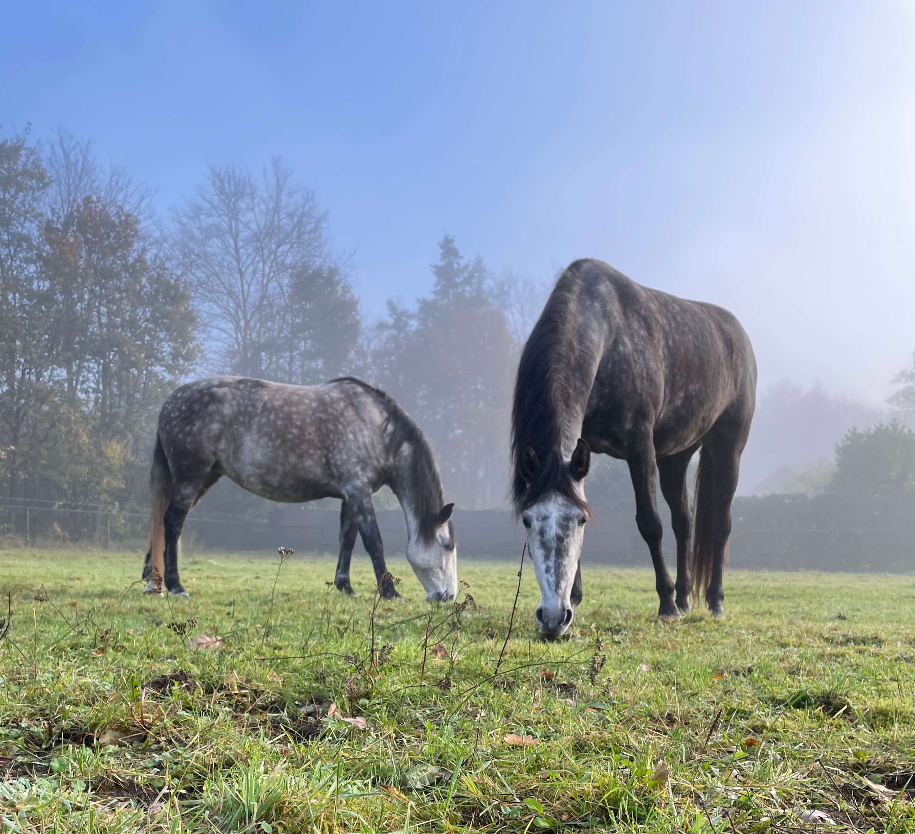 Paarden in de ochtendmist